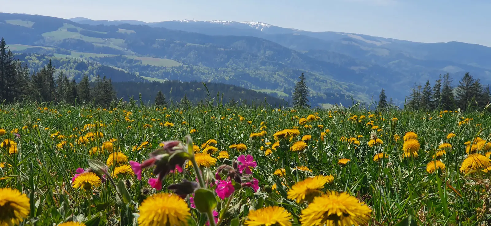 natur-todtnauberg-ferienwohnung
